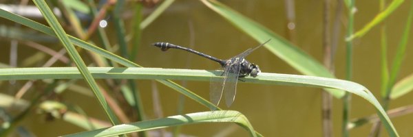 GasBanjo Profile Banner