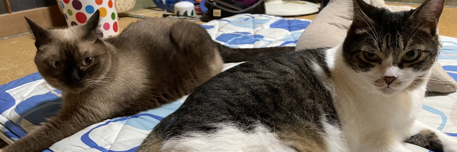 chiko0424's profile banner image