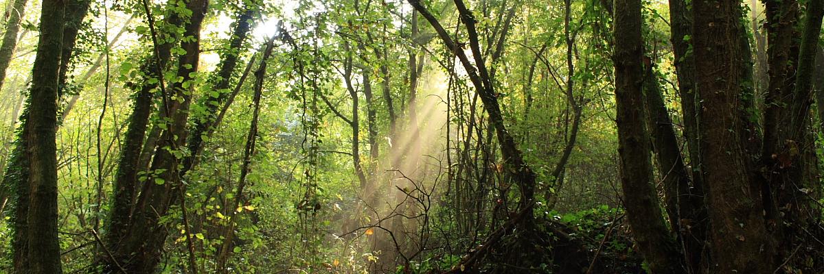 reforestationow's profile banner image
