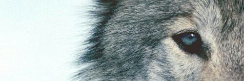 Criscm4's profile banner image