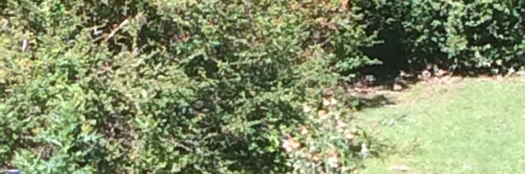 shelliedee's profile banner image