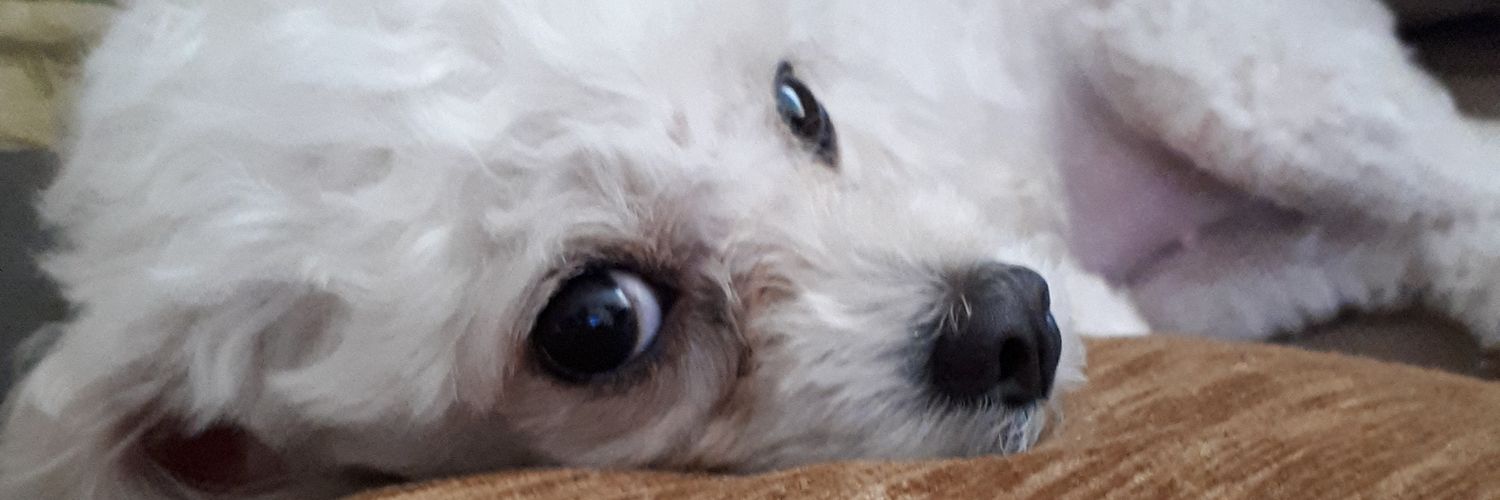 CeciResende's profile banner image