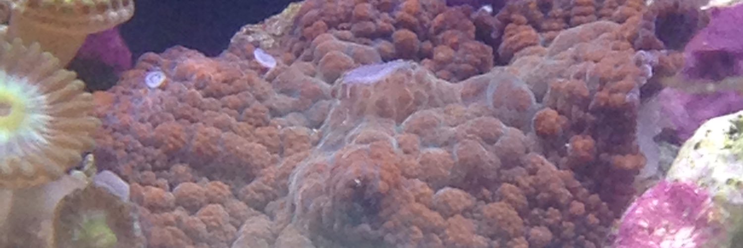 Shane The Reefer banner