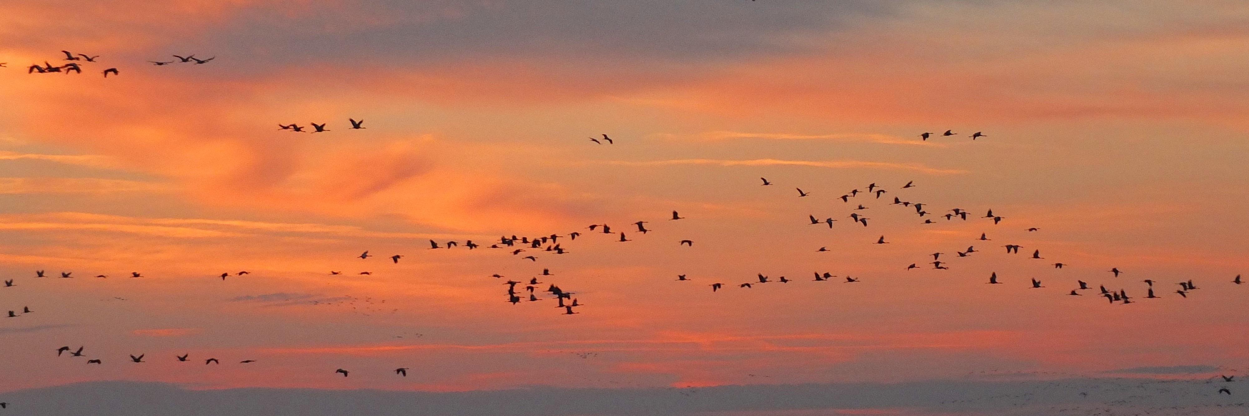 Birder52220's profile banner image