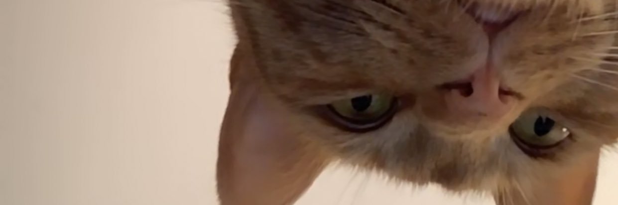 kitpurrr's profile banner image