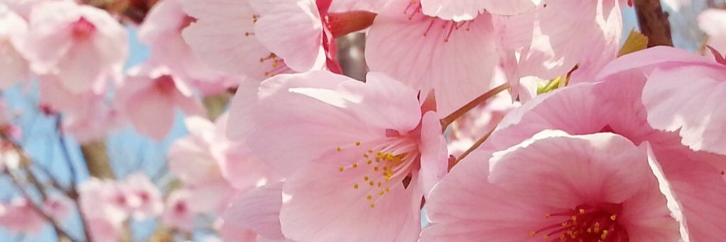 aa_chia1's profile banner image