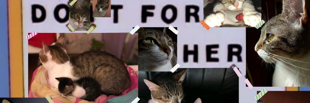 sofiaschir's profile banner image