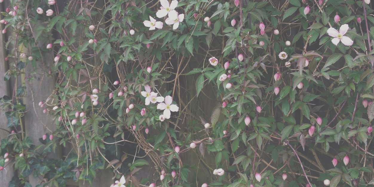 bizarrehoran's profile banner image