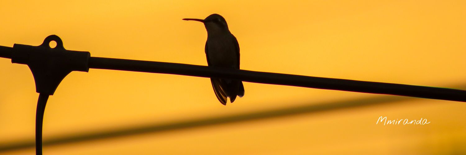 2Mmiranda's profile banner image