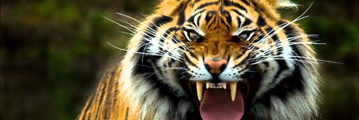 LSU_fan77's profile banner image