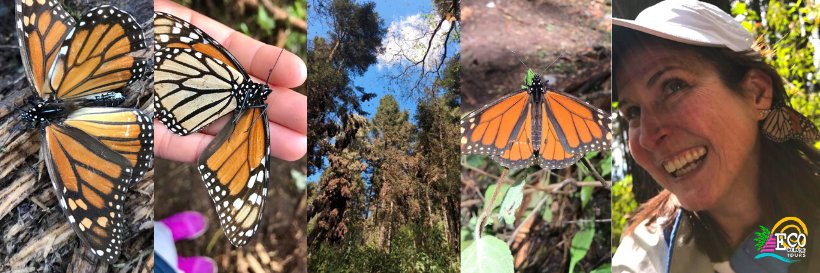 EcoColors Tours banner