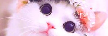 cuteanimals86's profile banner image