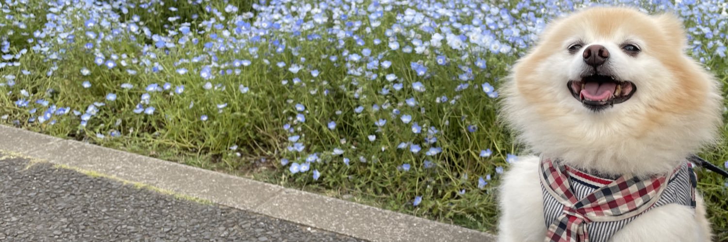 popo_fl's profile banner image