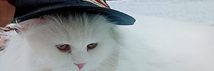 shumailabaig's profile banner image