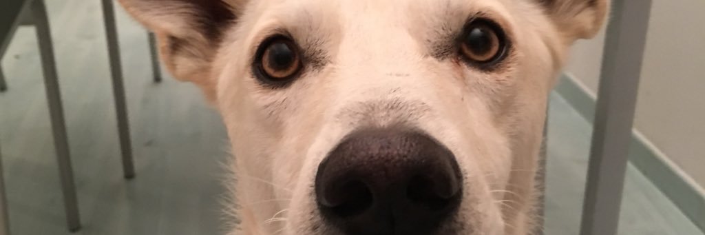 GiulianoMeacci's profile banner image