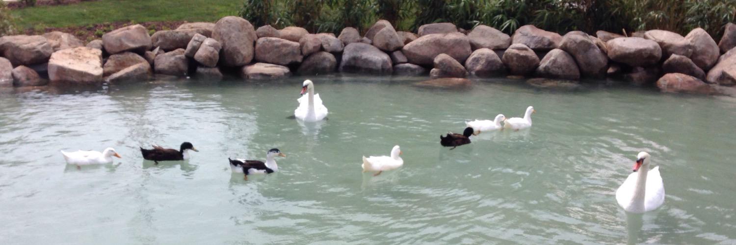 Selman AYDOĞAN banner