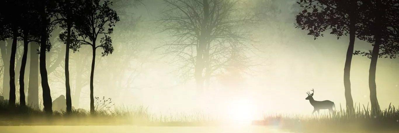 Iris Cruz banner