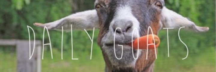 Daily Goats banner