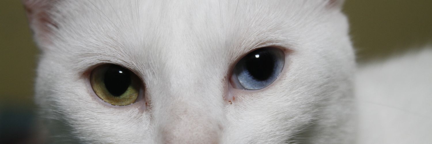 felipeluige's profile banner image