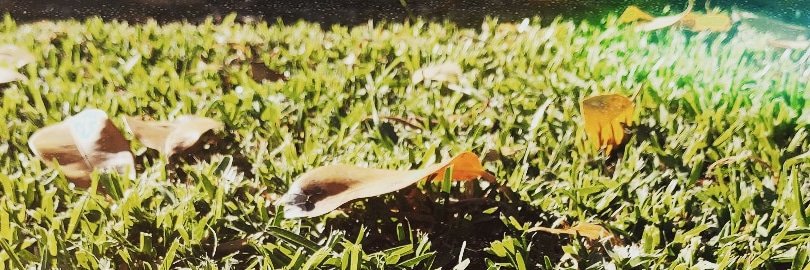 tamboriche's profile banner image