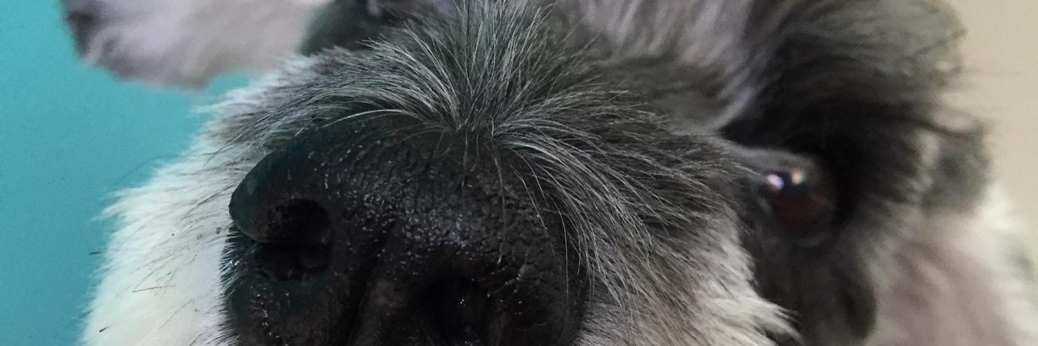 Camila Adriane banner