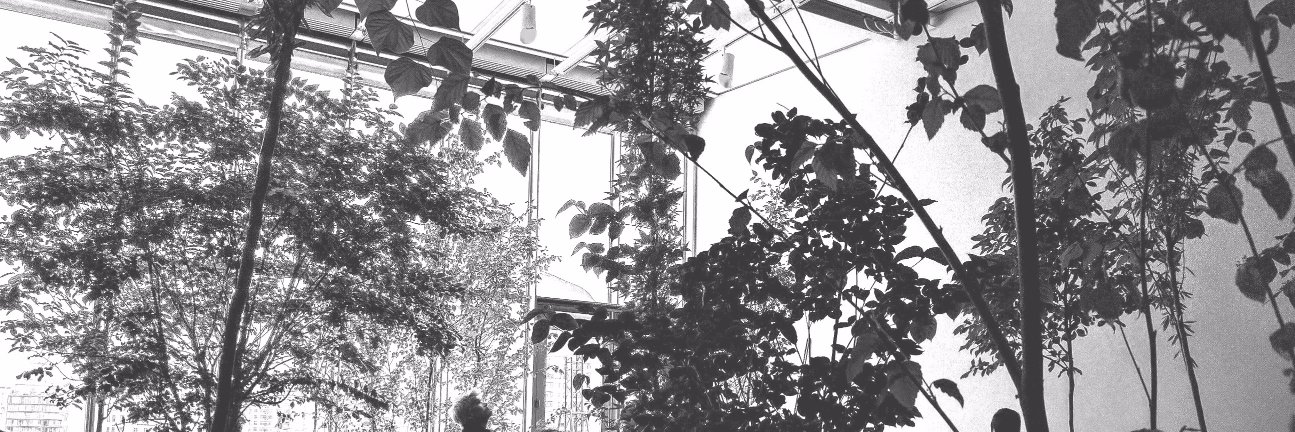 daninoush@hachyderm.io 🌸💖 banner