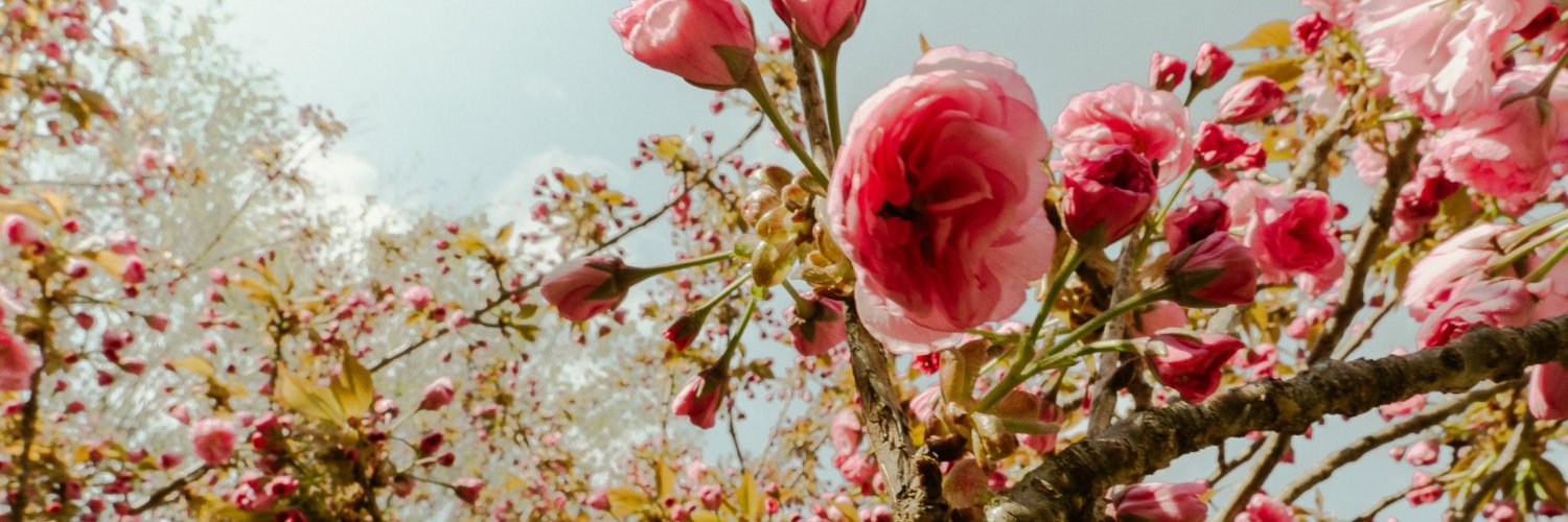 Todd (the second “d” is silent) banner