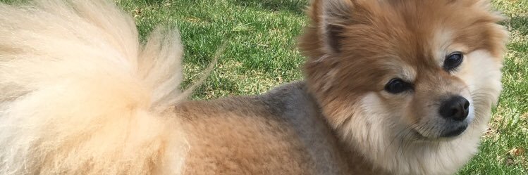 RachelleDiMare's profile banner image