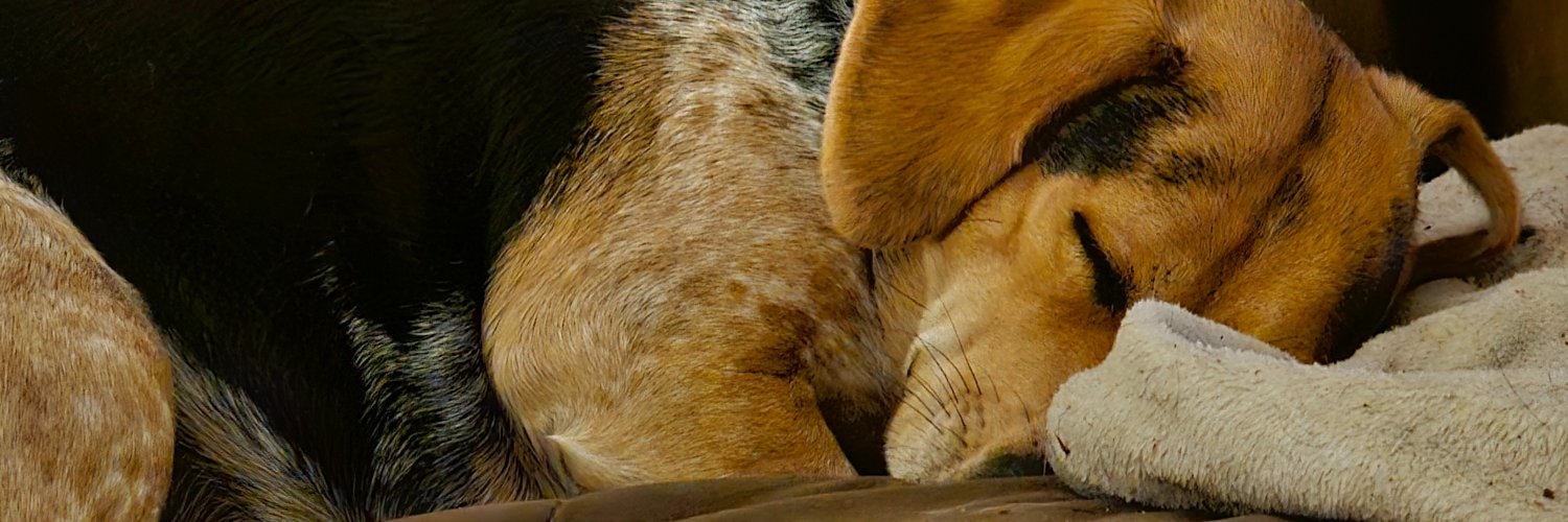 reallyasa's profile banner image