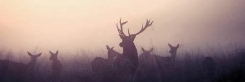 DEERFRIENDEVENT's profile banner image