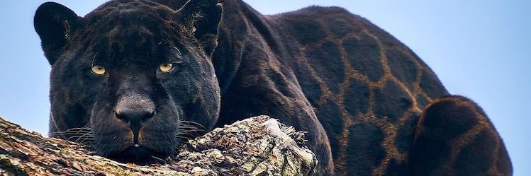 Andre_Dmonkillr's profile banner image