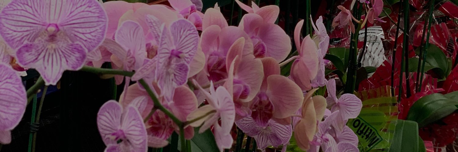 celest________'s profile banner image
