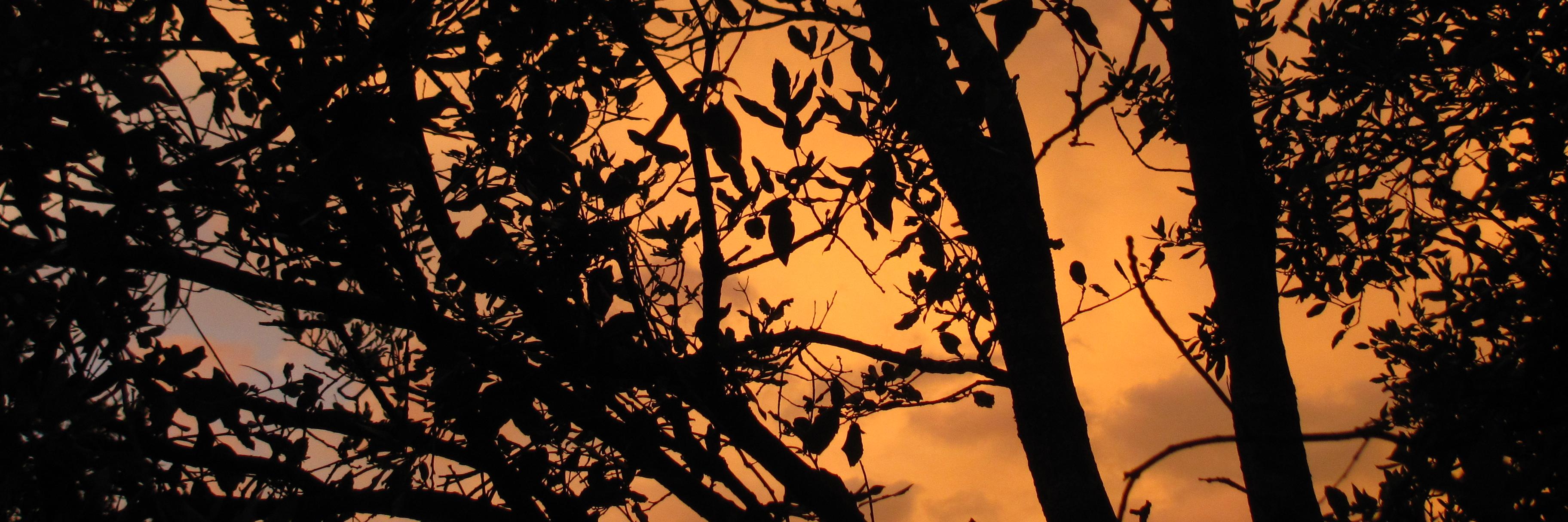 faunaetflora's profile banner image