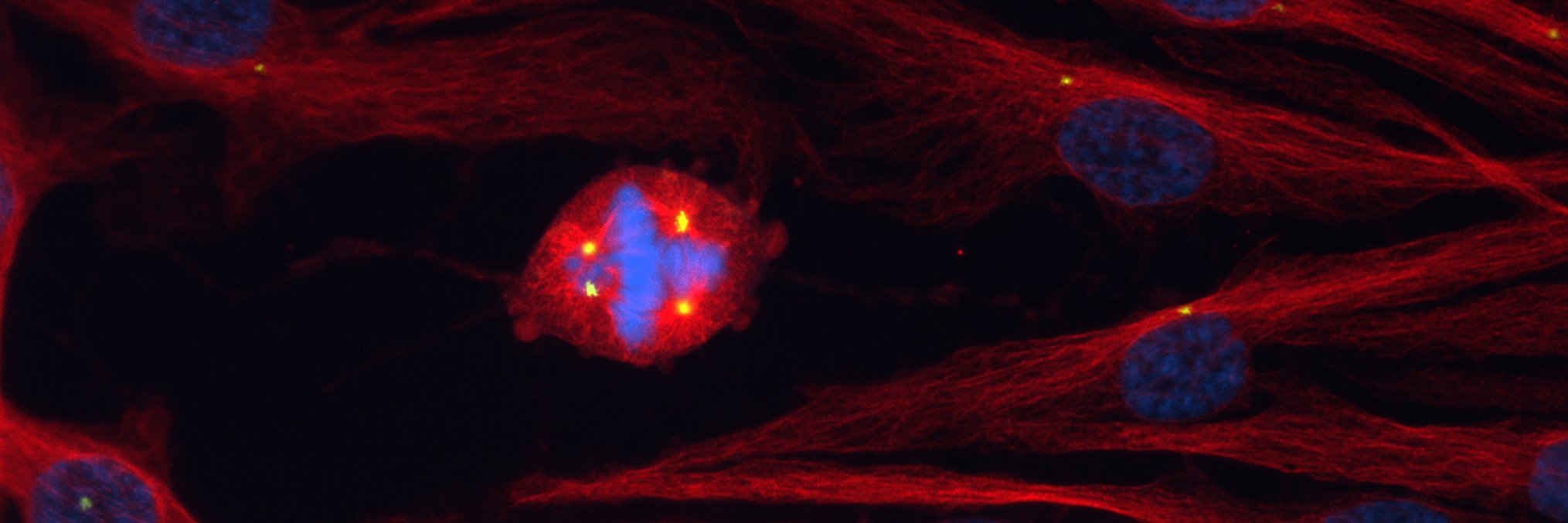 Ryan Denu, MD, PhD's banner