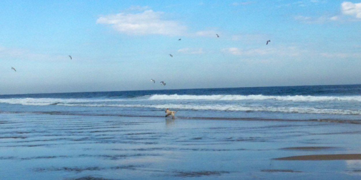 Rebecca Losch banner