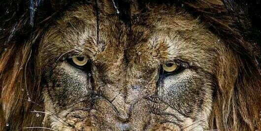 iamkingwillie18's profile banner image