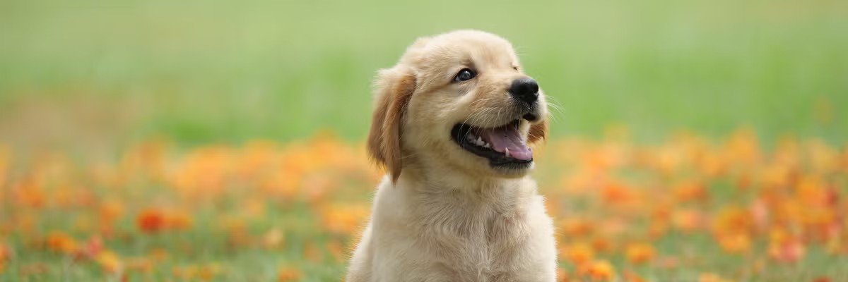 granchez7's profile banner image