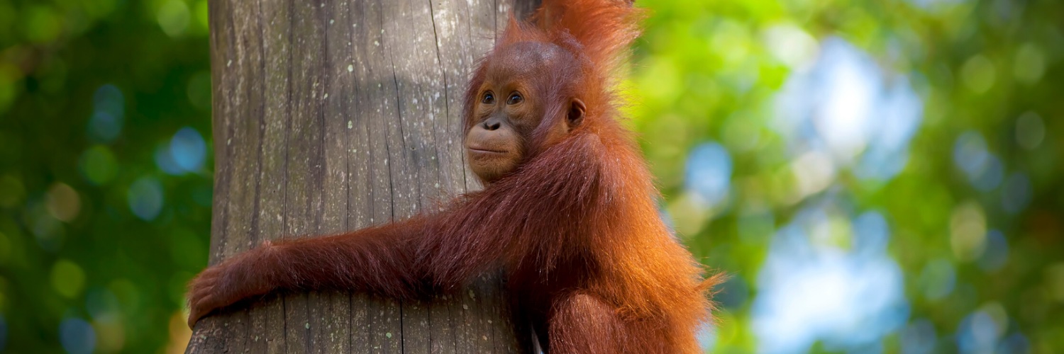 OrangutanO's profile banner image