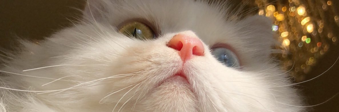 llyv0's profile banner image