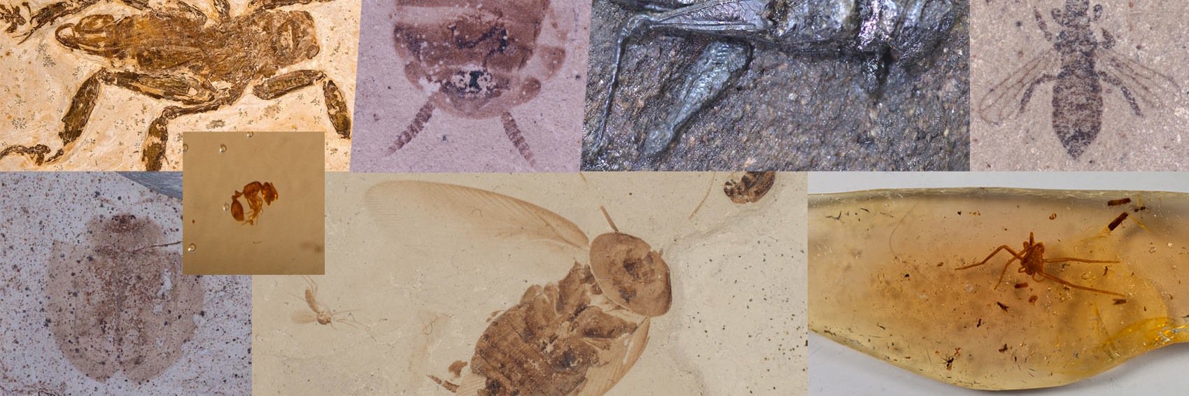 FossilInsectTCN's profile banner image