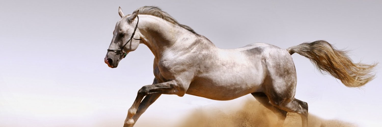 هيثم العريمي☀️ banner