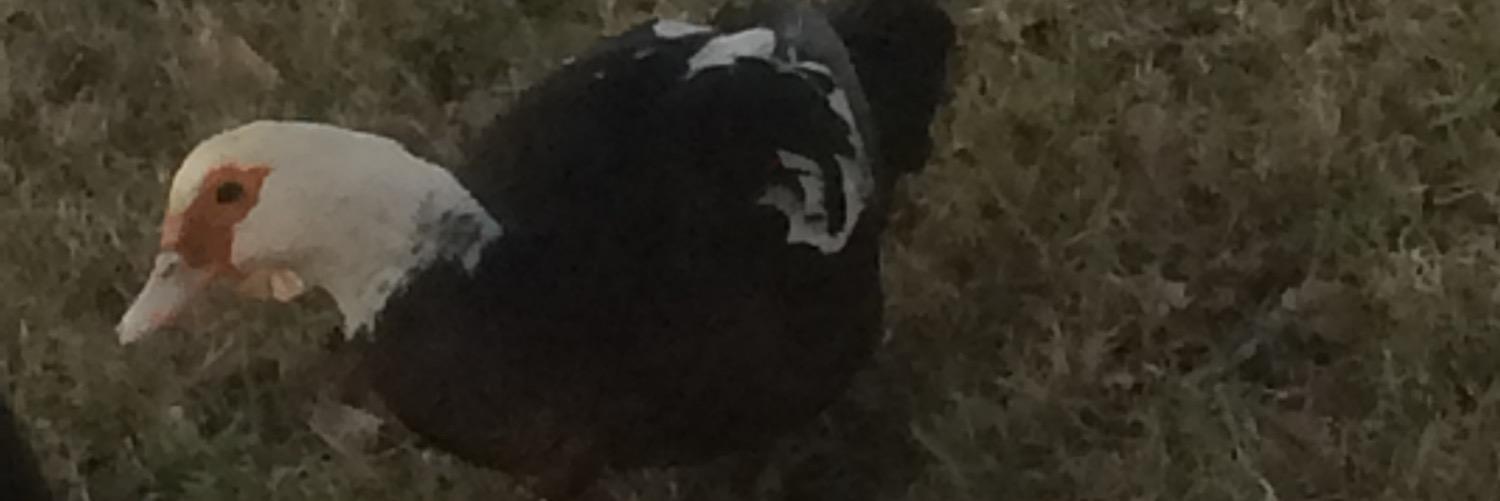 Professor_Bear's profile banner image