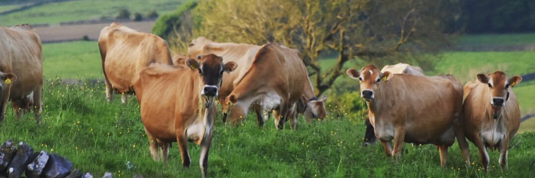 Tagg Lane Dairy banner