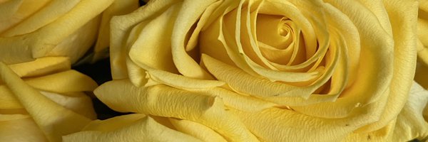 SpitzerJennifer Profile Banner