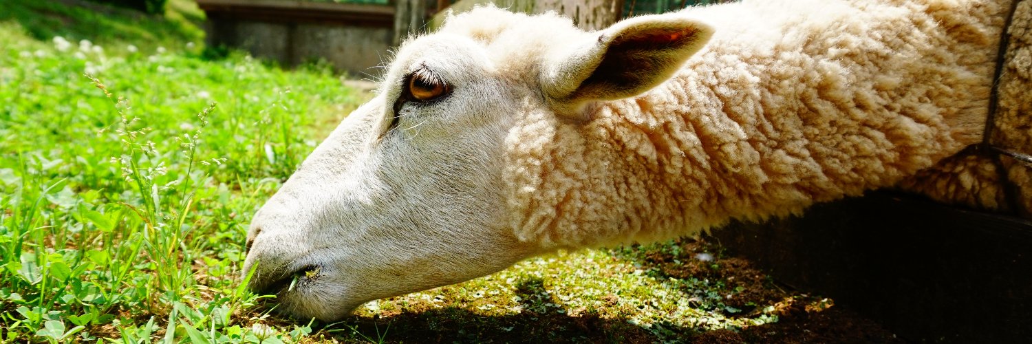 ヒツジノ/一日一羊🐏's banner