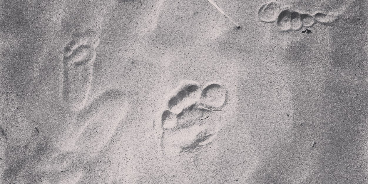 Pete Allinson banner