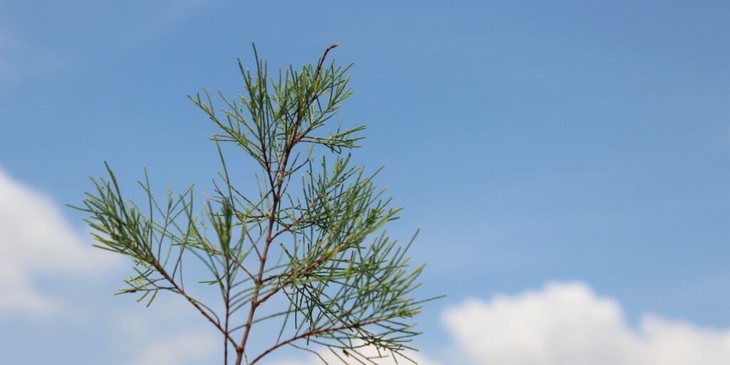 OviLutfi's profile banner image