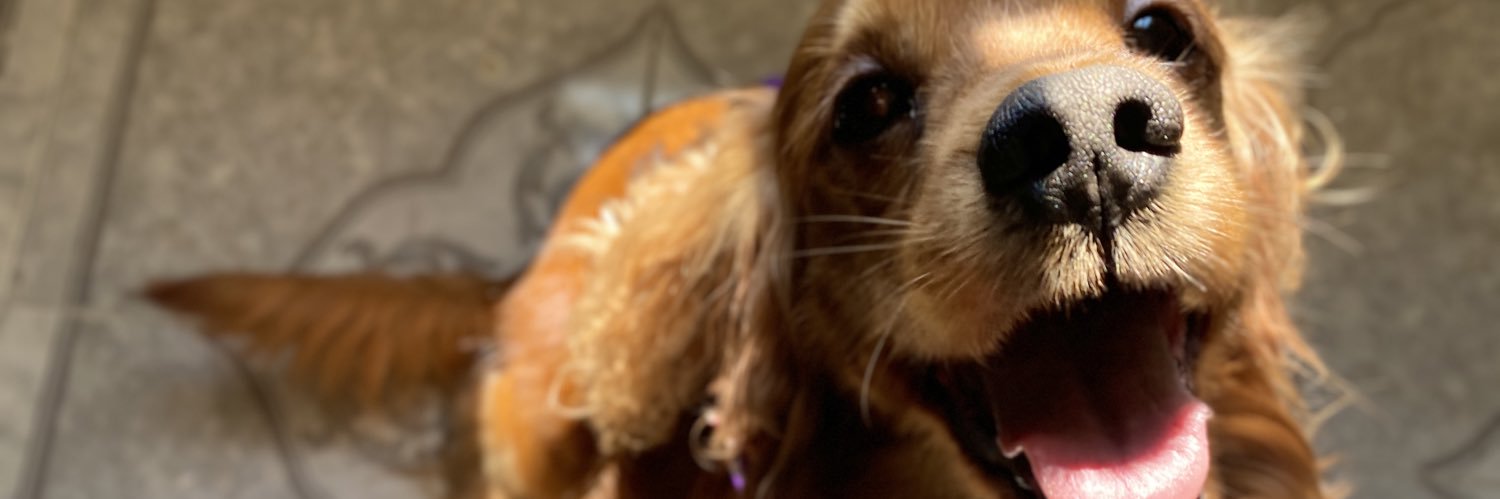 dulcegcd's profile banner image