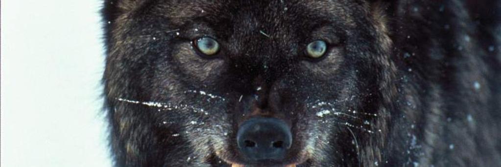 Ronan Rodrigues viana banner