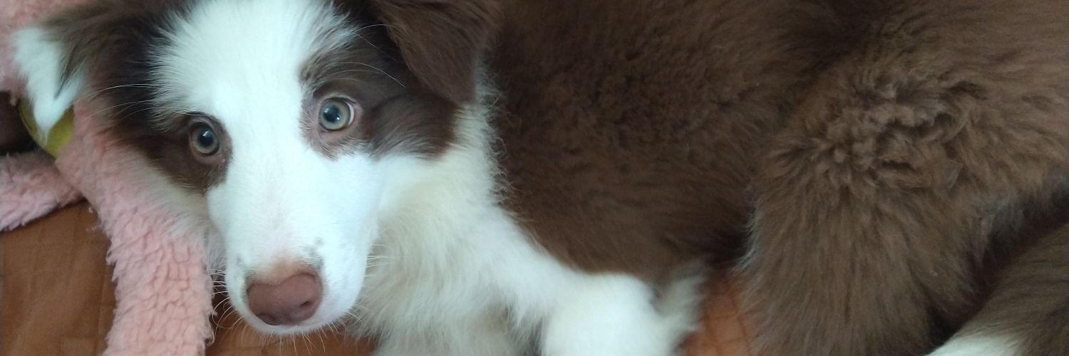 lasstking_'s profile banner image